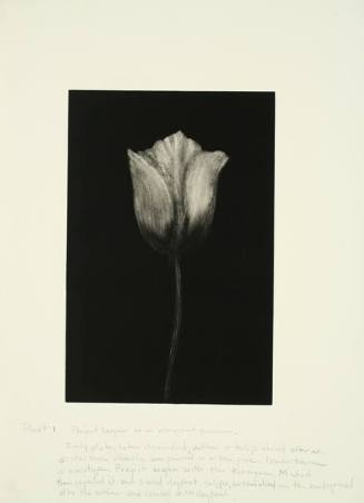 Untitled (early proof leading up to Tulips series)