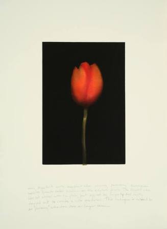 Untitled (early proof leading up to Tulips series)