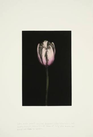 Violet Tulip (proof)