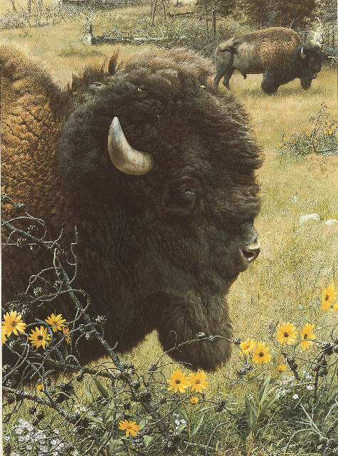 Witness of a Past—Bison