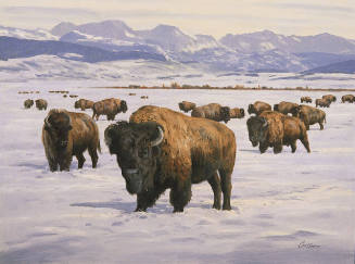 Bison of the CL Bar Ranch