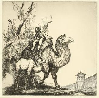 Pekin Camels
