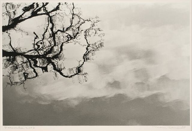 Tree and Clouds Reflected on Water