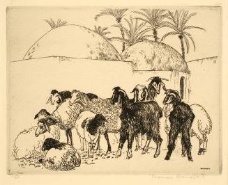 Goats and Sheep and Marabout