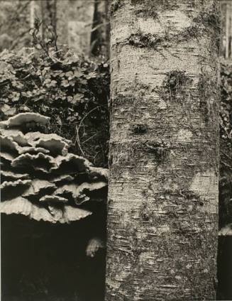 Untitled (Close Up of Tree with Foliage in Background)