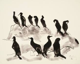Cormorants South Africa