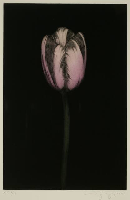 Violet Tulip