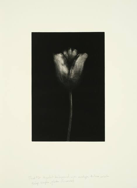 Untitled (early proof leading up to Tulips series)