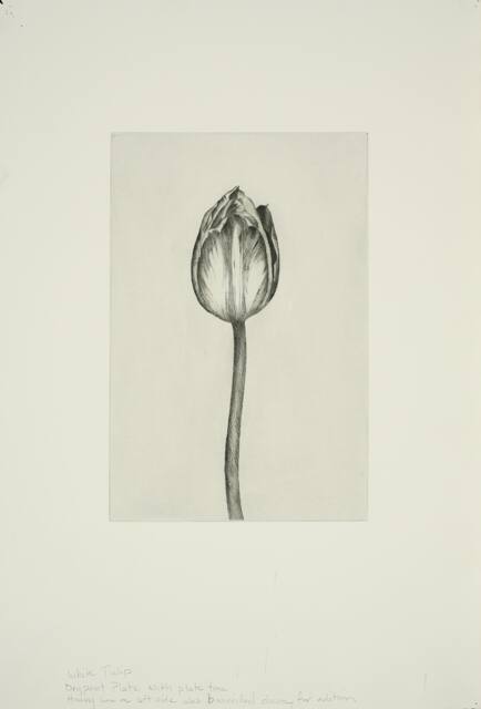 White Tulip (proof)