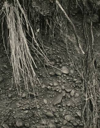 Untitled (Close Up of Bank with Roots Exposed)