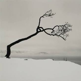 Kussharo Lake Tree, Study 7, Kotan, Hokkaido, Japan