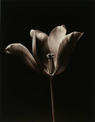 Untitled (Tulip)
