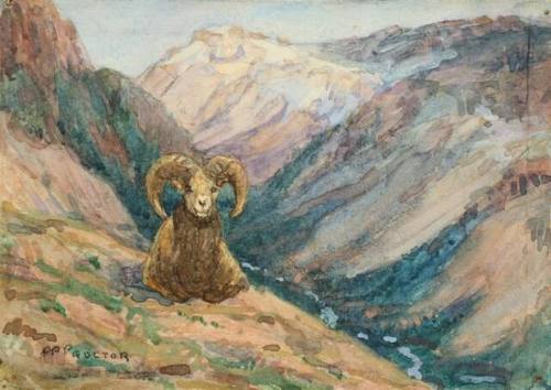 Untitled (Bighorn Sheep)