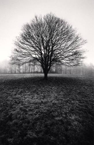 Solitary Tree, Northumberland, England
