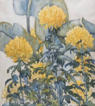 Untitled (yellow chrysanthemums)