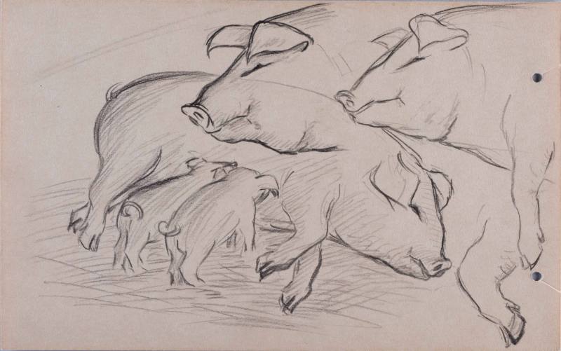 Untitled (pigs at hog farm, Minidoka)