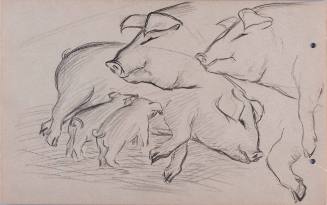 Untitled (pigs at hog farm, Minidoka)