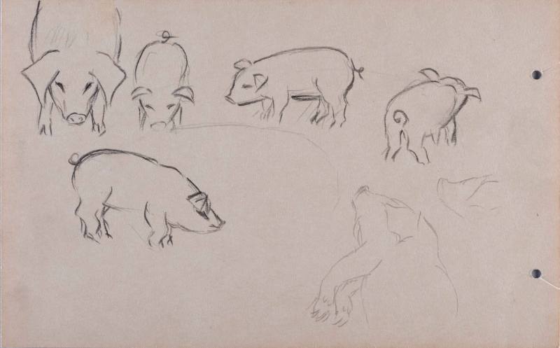 Untitled (pigs)