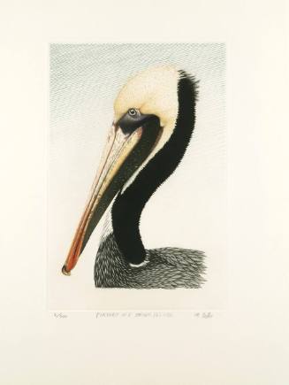 Portrait of a Brown Pelican