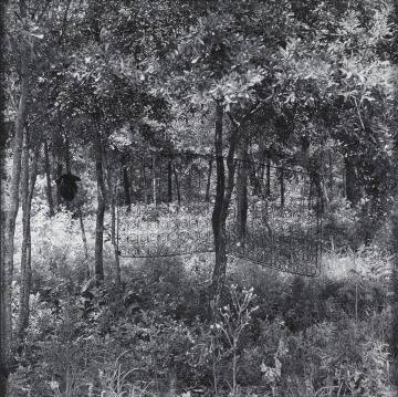 Untitled (Box Spring in Tree) from the series Sea Islands